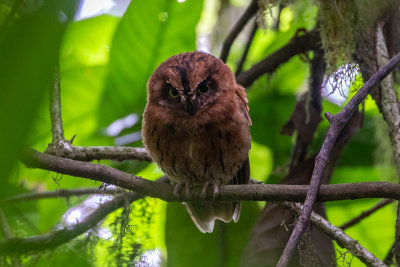 So Tom Scops Owl (Otus hartlaubi)