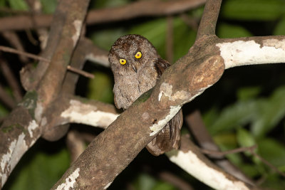 Principe Scops Owl (Otus sp.nov.)