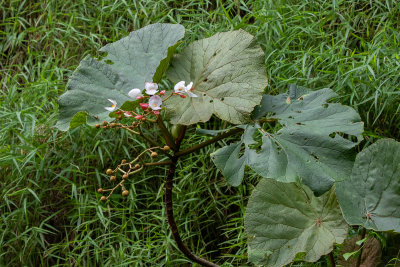 Prncipe Giant Begonia (Begonia baccata)