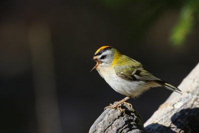 Common Firecrest (Regulus ignicapilla)