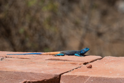 Anderson's Rock Agama (Acanthocercus adramitanus)