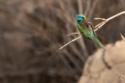 Arabian Green Bee-eater (Merops cyanophrys cyanophrys)