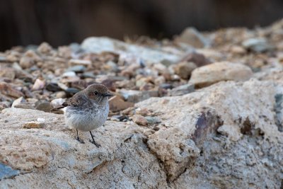 Arabian Wheatear (Oenanthe lugentoides lugentoides)