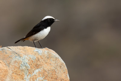 Arabian Wheatear (Oenanthe lugentoides lugentoides)