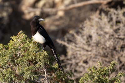 Asir Magpie (Pica asirensis)