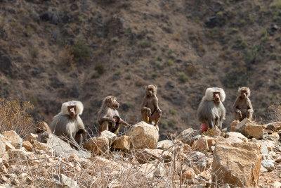 Hamadryas Baboon (Papio hamadryas)