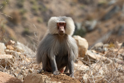 Hamadryas Baboon (Papio hamadryas)