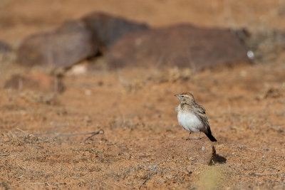 Rufous-capped Lark (Calandrella eremica eremica)