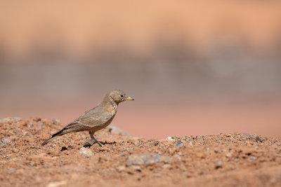 Desert Lark (Ammomanes deserti isabellina)