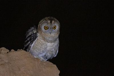 Desert Owl (Strix hadorami)