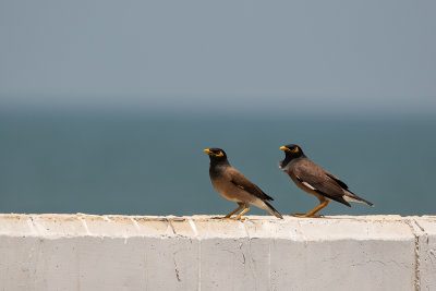 Common Myna (Acridotheres tristis)