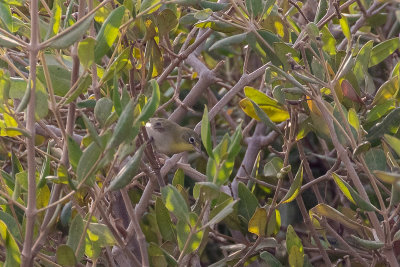 Abyssinian White-eye (Zosterops abyssinicus) - mangrove form