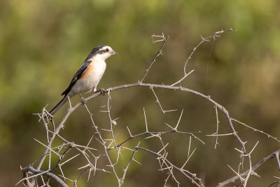 Masked Shrike (Lanius nubicus)