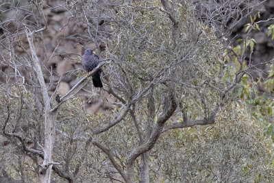 African Olive Pigeon (Columba arquatrix)