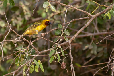 Rppell's Weaver (Ploceus galbula)