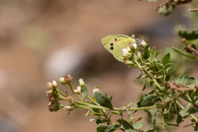 Small Salmon Arab (Colotis amata calais)