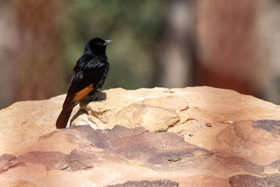 Tristram's Starling (Onychognathus tristramii)