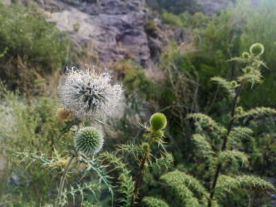 Thistle