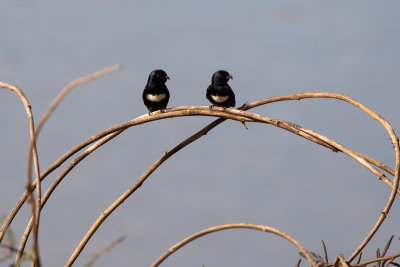 White-banded Swallow (Atticora fasciata)