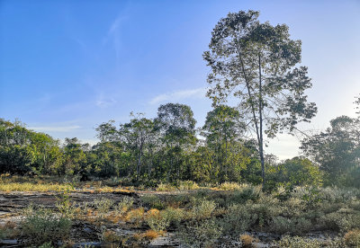 Campina habitat