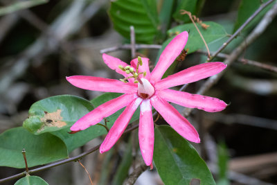 Passiflora sp.