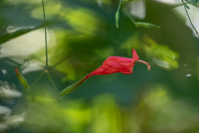 Red flower