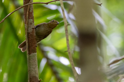 Brown-winged Schiffornis (Schiffornis turdina)