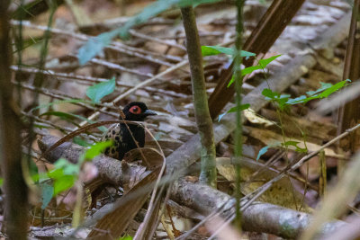 Black-spotted Bare-eye (Phlegopsis nigromaculata)