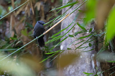 Black Antbird (Cercomacroides serva)
