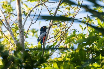 Blue-crowned Trogon (Trogon curucui)