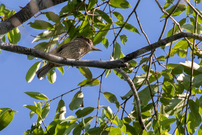 Western Striolated Puffbird (Nystalus obamai)