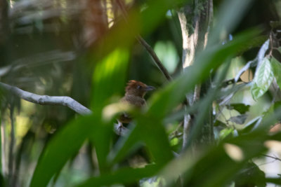 Undulated Antshrike (Frederickena unduliger)