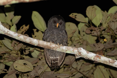 Black-banded Owl (Strix huhula)