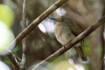 Fulvous-chinned Nunlet (Nonnula sclateri)