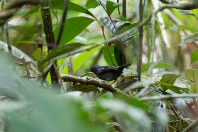 Humait Antbird (Myrmelastes humaythae)