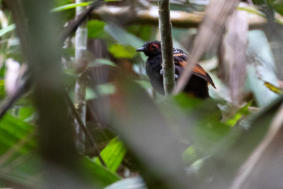 Reddish-winged Bare-eye (Phlegopsis erythroptera)