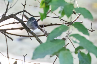 Black-chinned Antbird (Hypocnemoides melanopogon)