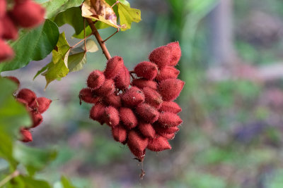 Anchiote (Bixa orellana)
