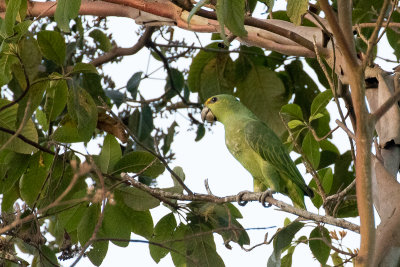 Short-tailed Parrot (Graydidascalus brachyurus)