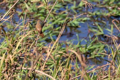 Yellow-chinned Spinetail (Certhiaxis cinnamomeus)