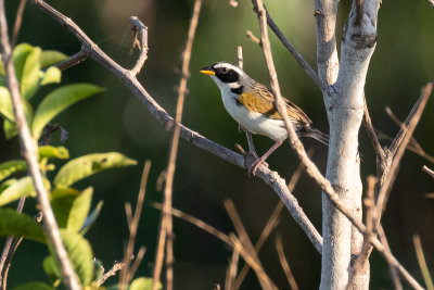 Black-masked Finch (Coryphaspiza melanotis)