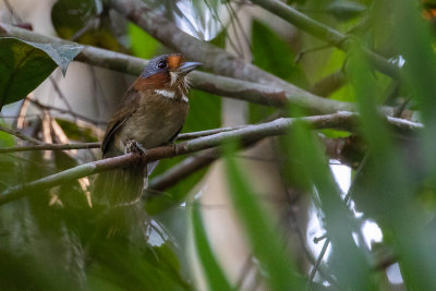Rufous-necked Puffbird (Malacoptila rufa)