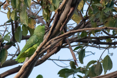 Short-tailed Parrot (Graydidascalus brachyurus)