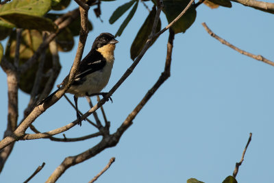 White-rumped Tanager (Cypsnagra hirundinacea)