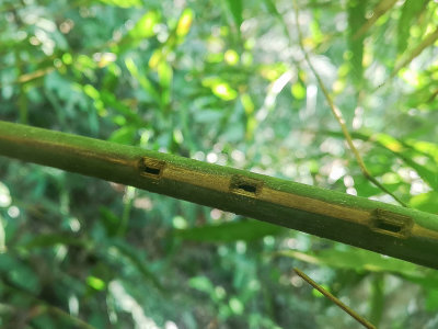 Rondnia Bushbird feeding marks