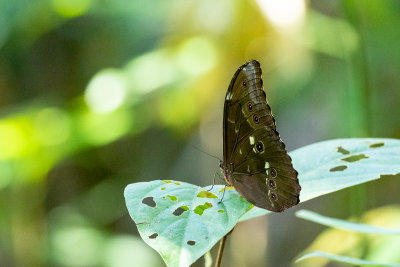 Morpho butterfly (Morpho sp.)