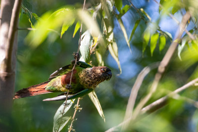 Santarem Parakeet	(Pyrrhura amazonum)
