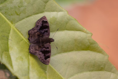 Macarius Tufted Skipper (Nisoniades macarius)