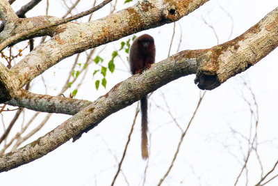 Coppery Titi Monkey (Plecturocebus cupreus)