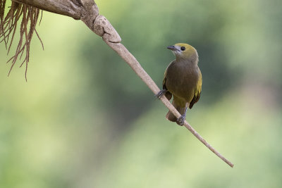 Palm Tanager	(Thraupis palmarum)